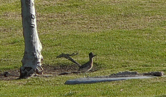 Greater Roadrunner