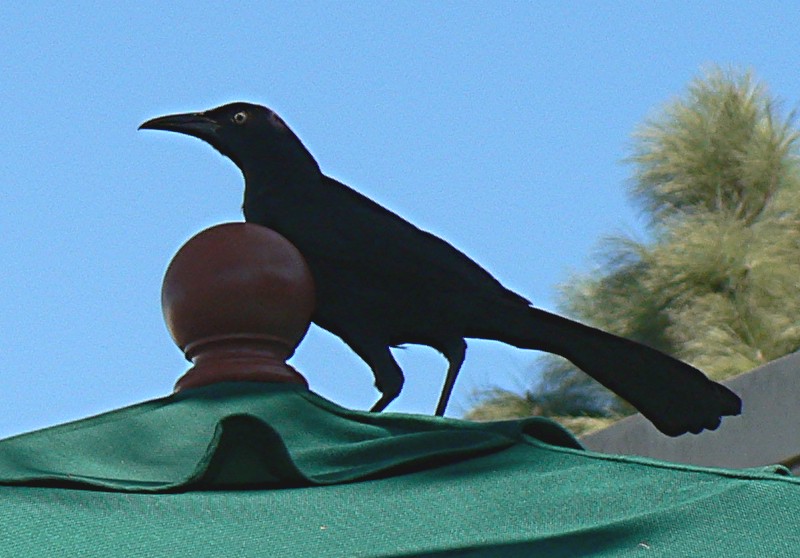 Great-tailed Grackle male