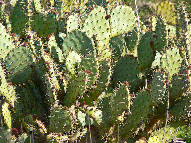 Prickly Pear cacti