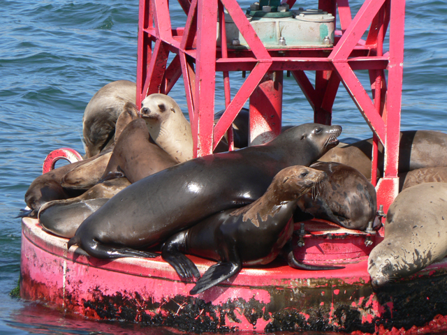 California Sea Lions on red buoy