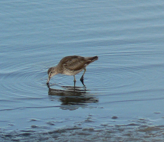 Long-billed Dowitcher feeding in shallow water