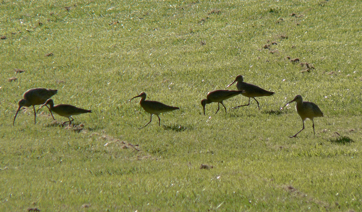 Whimbrels., marbled Godwit, and Long-billed Curlew