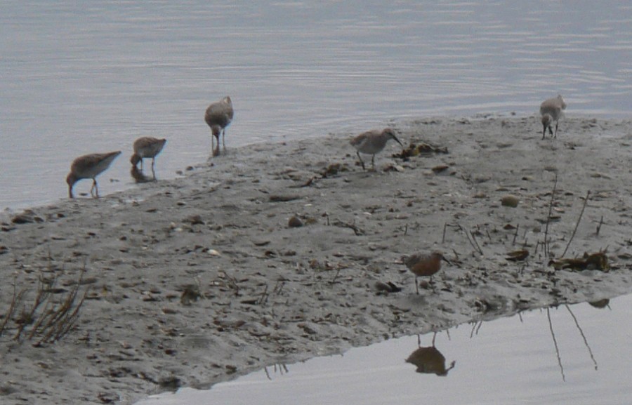 Shorebirds feeding on sand spit