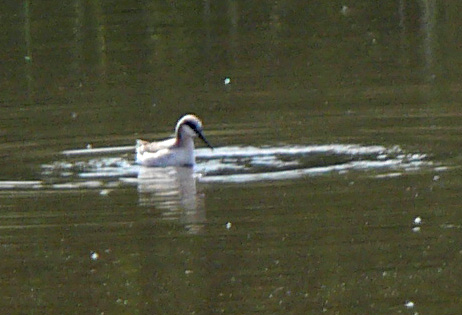 Phalarope at San Joaquin, Pond A