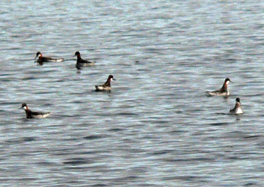 6 Red-necked Phalaropes feeding in water