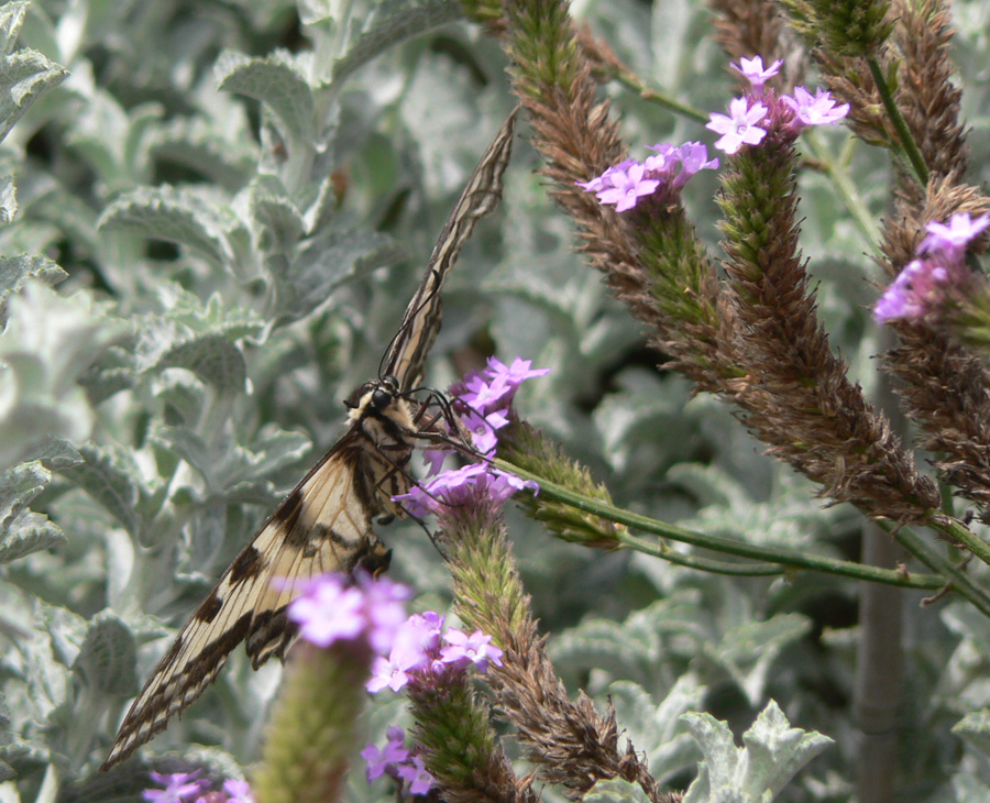 Large black and yellow butterfly sipping from flower