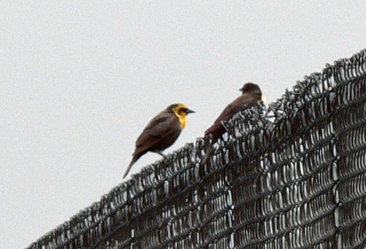 Two female Yellow-headed Blackbirds perched on chain link fence