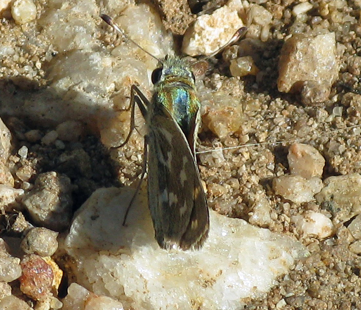 Blue-green butterfly