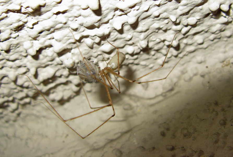 Long-legged spider with prey