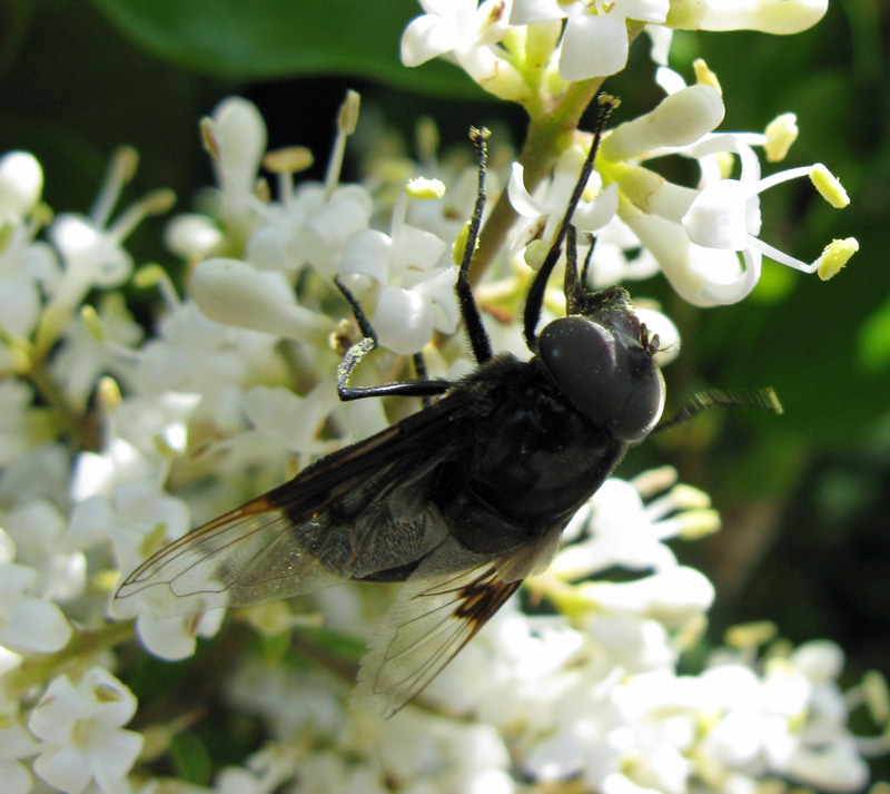 Huge black fly gathering pollen