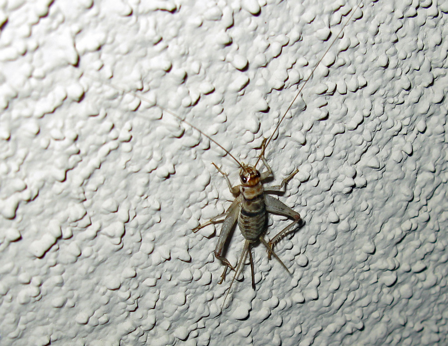 Cricket perched on wall