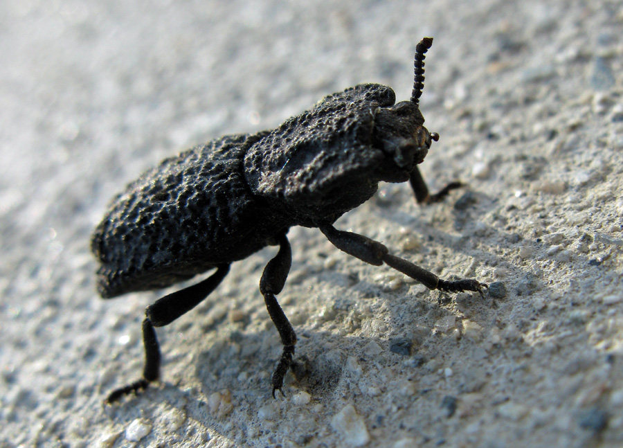 bumpy black beetle