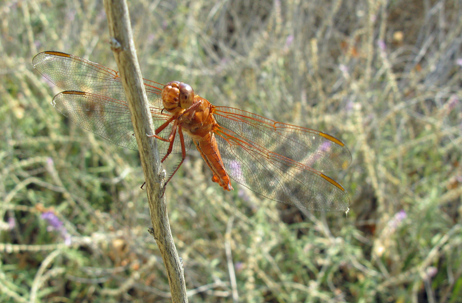 perched orange dragonfly