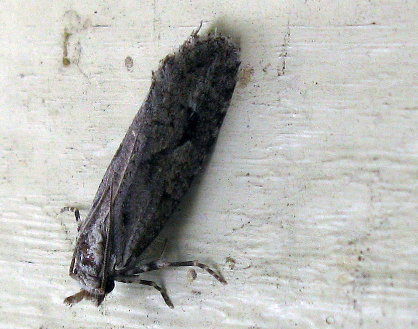 Perched moth