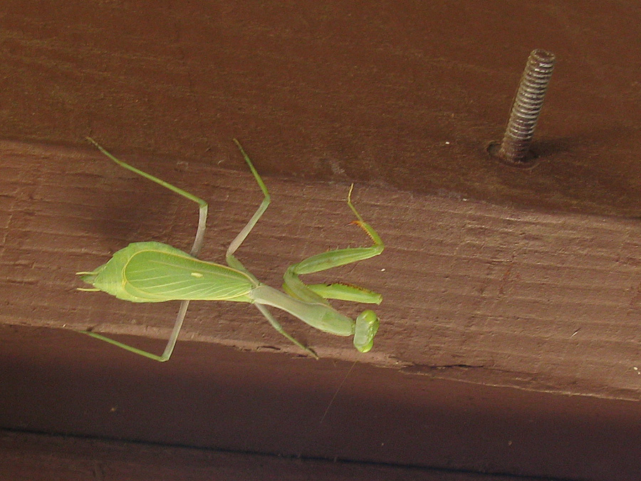 Mantis upside down on beam