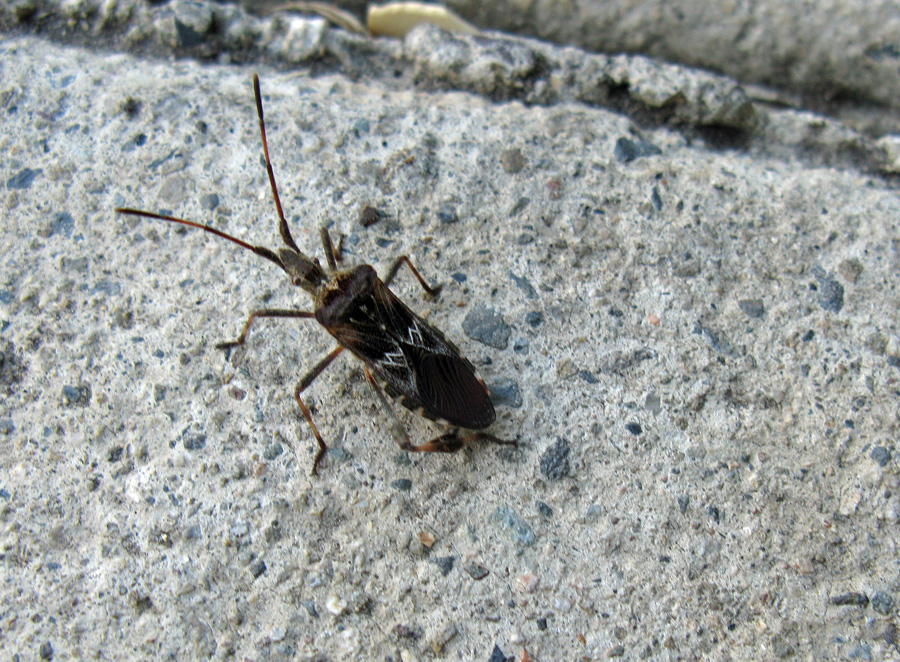 Leaf-footed True bug on sidewalk