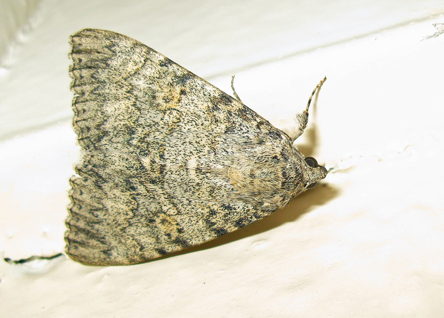 Moth on ceiling