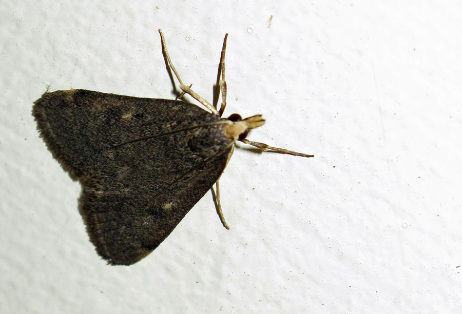 very dark moth with crambid snout