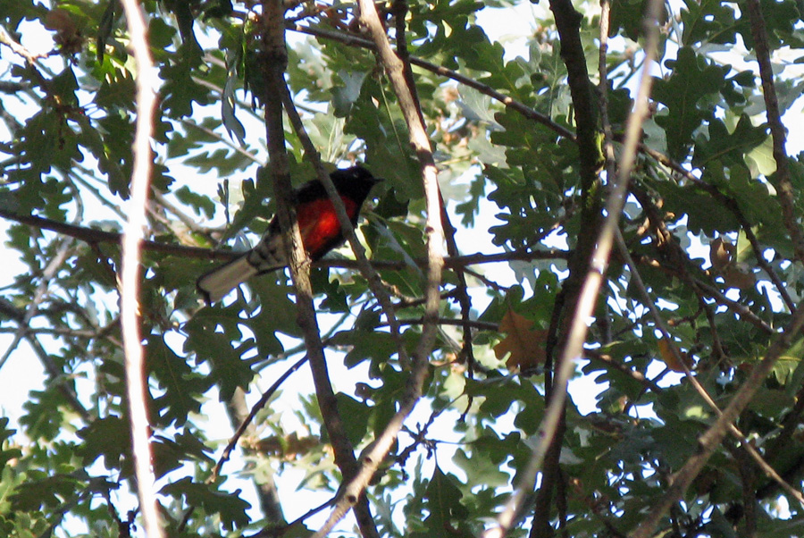 Warbler with black head, bright red chest, and white undertail coverts