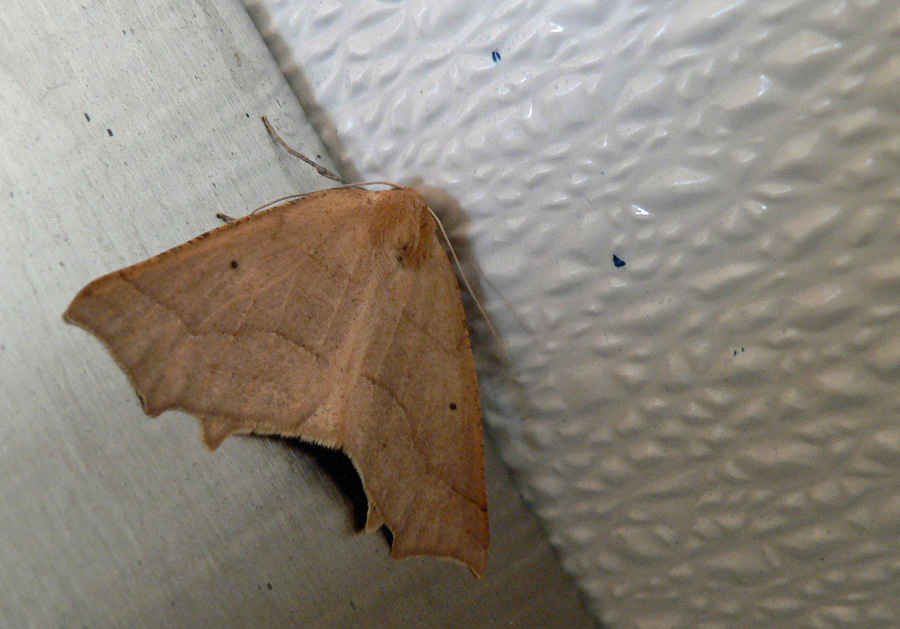 Moth perched on ceiling of men's room