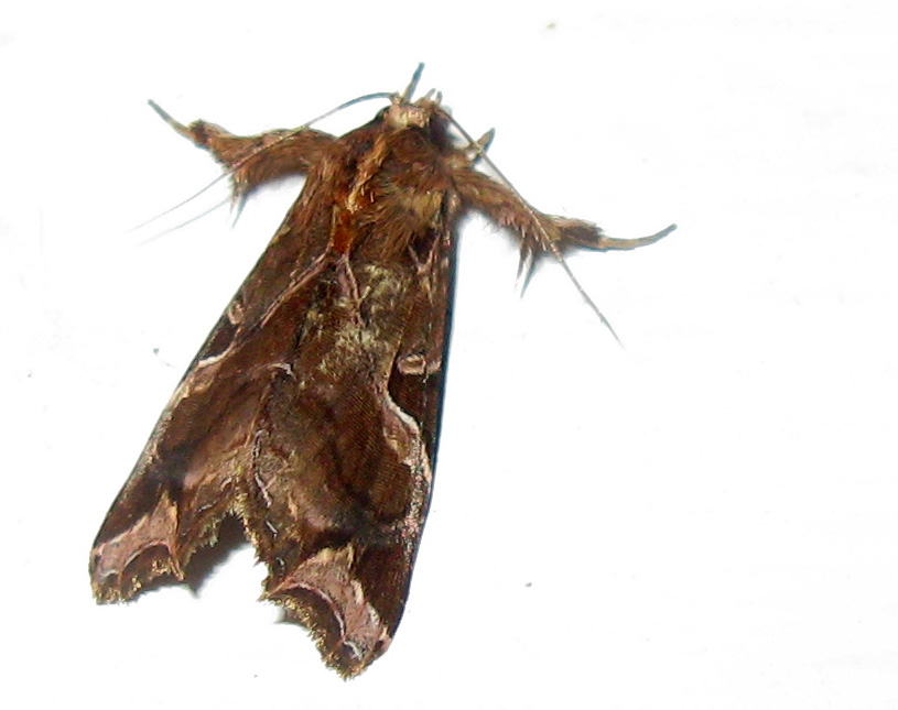 floridafernmoth