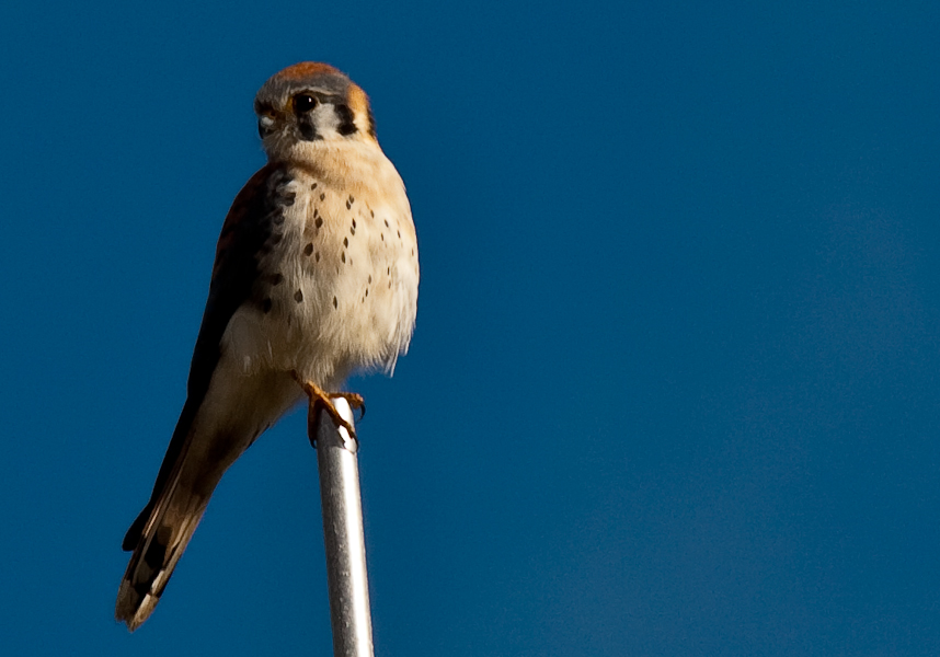 perched male American Kestrel