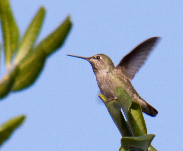 female Anna's Hummingbird