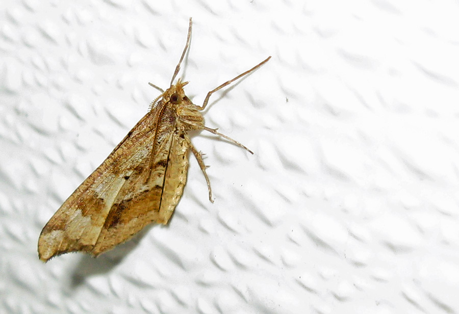 Brown striped moth on wall