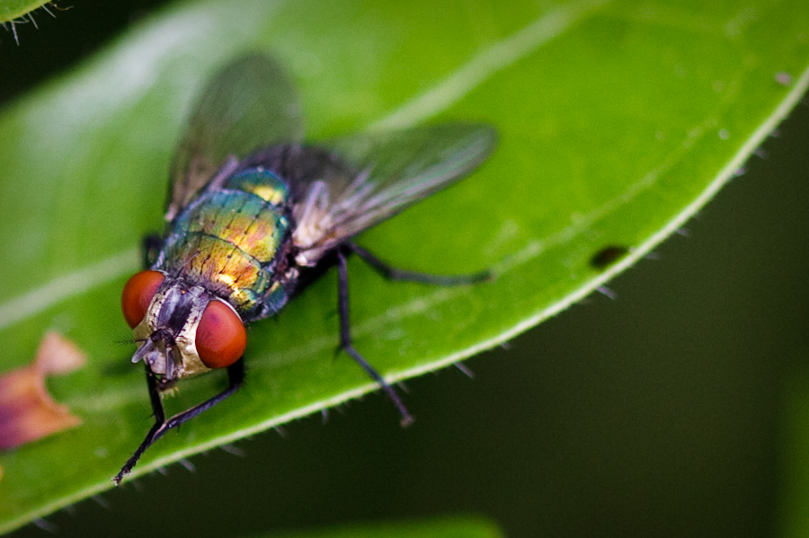 bottlefly