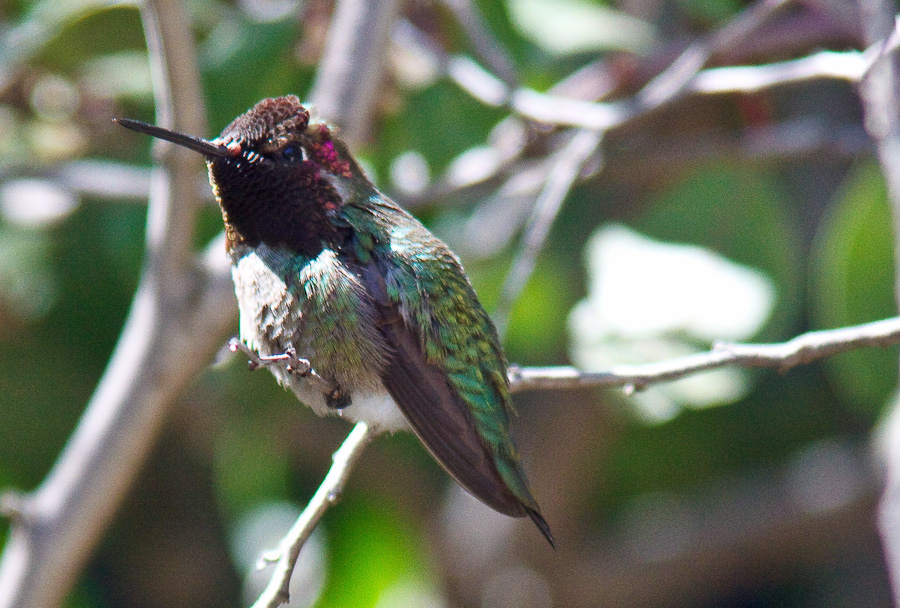 Male Calypte Hummingbird