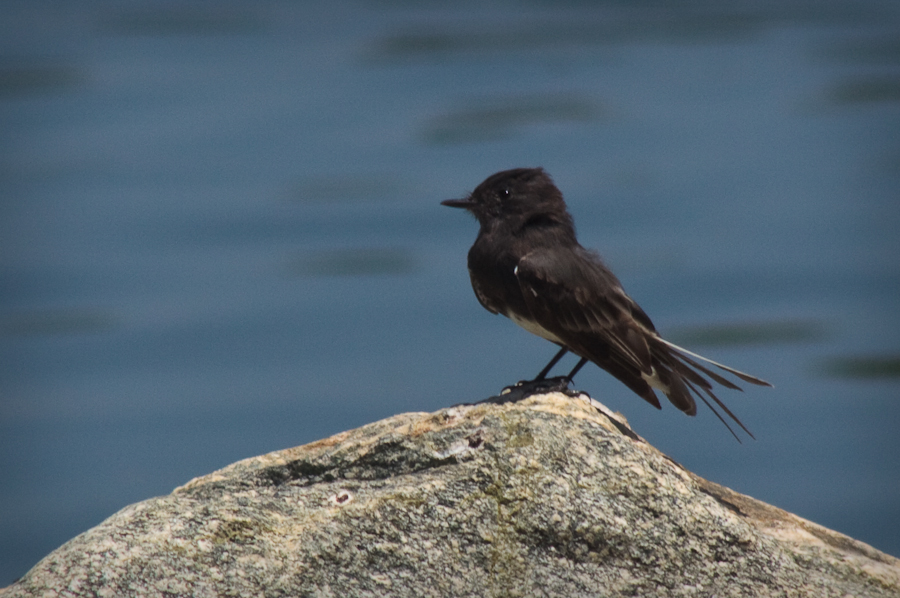 Black Phoebe on rock by water