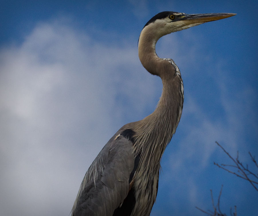 Great Blue Heron close-up