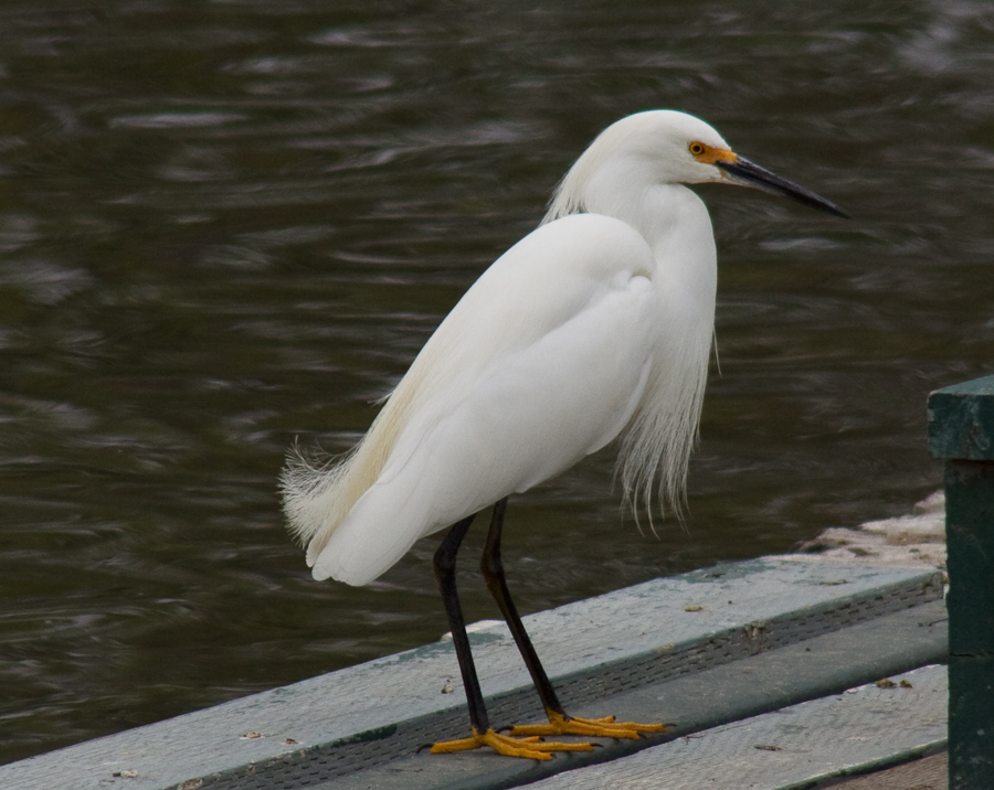 Snowy Egret perched