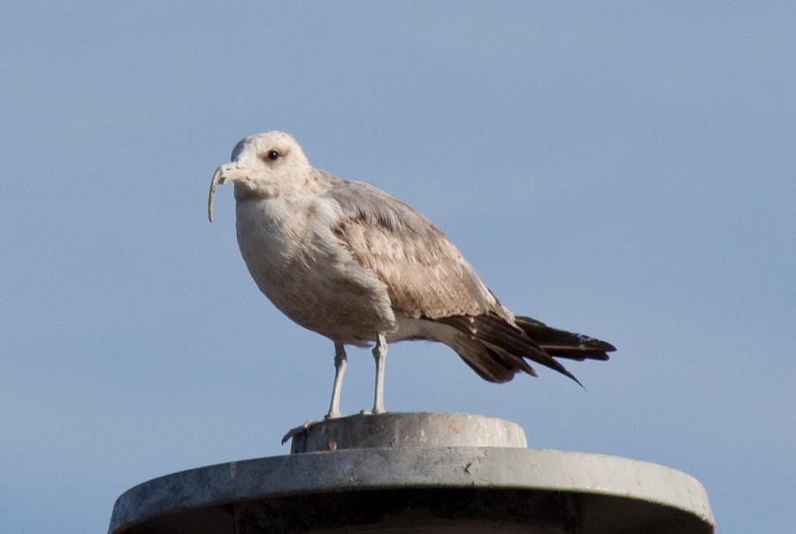 Gull with Curved Bill