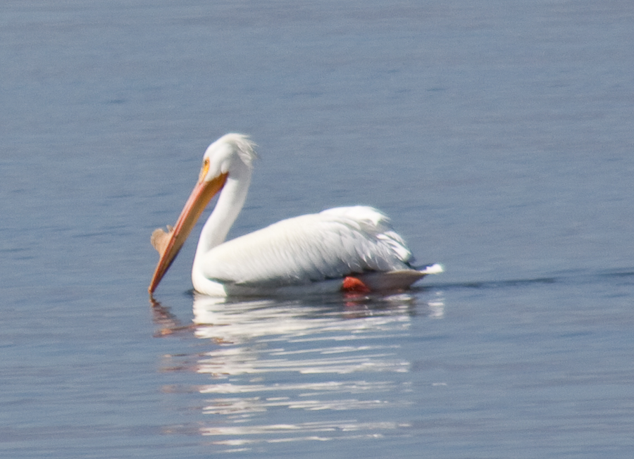 white-pelican-at-salton-sea