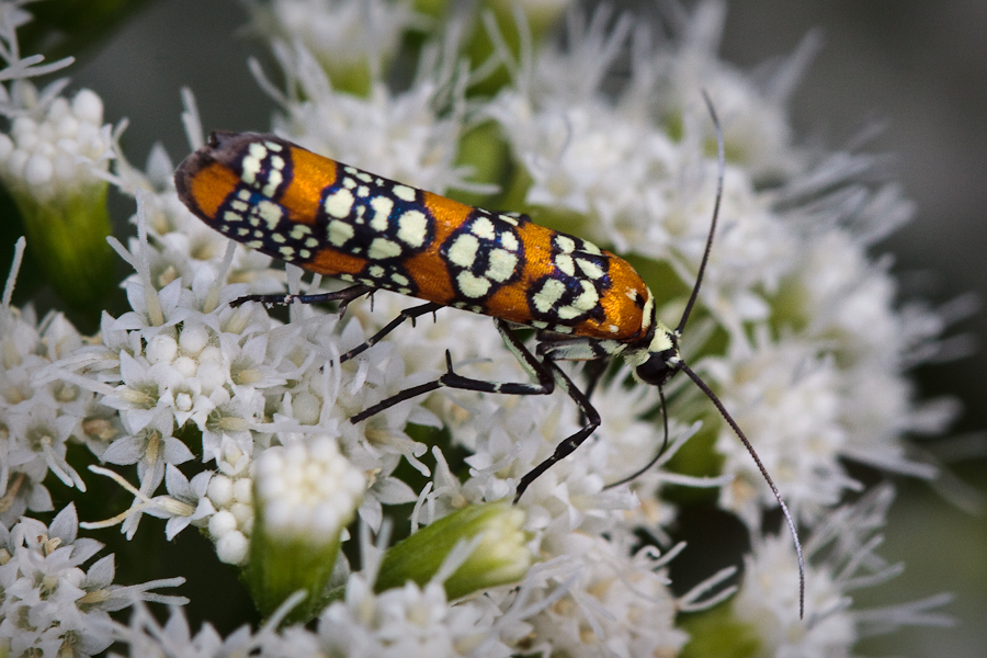 Orange and white patterned moth on white flowers