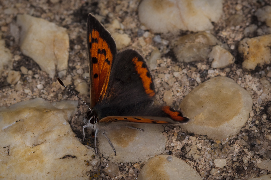 Black and orange butterfly