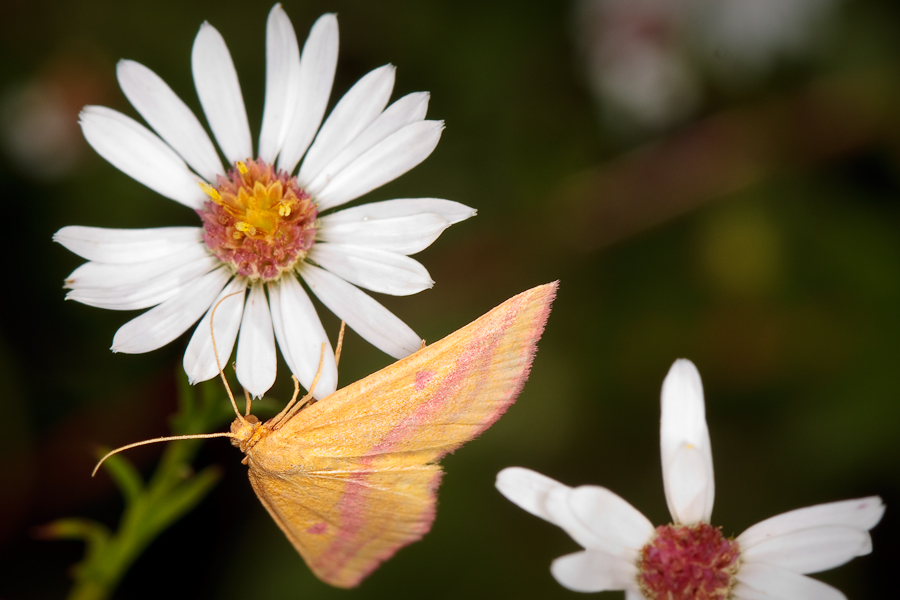 yellow-tan moth on white flower