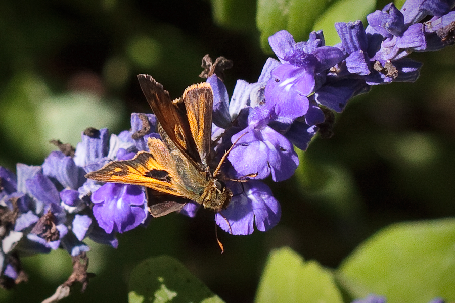 Black-spotted Orange Butterfly