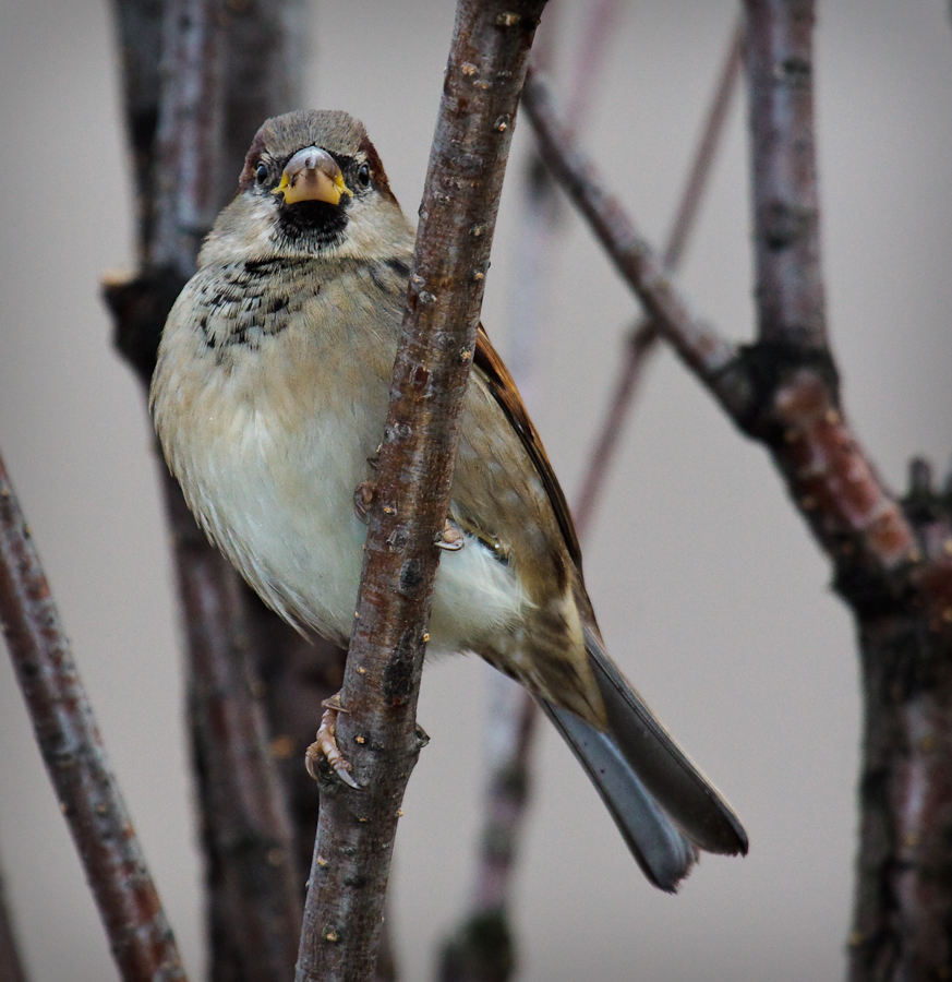 Male House Sparrow