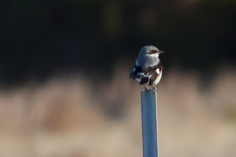 Northern Shrike perched on fencepost