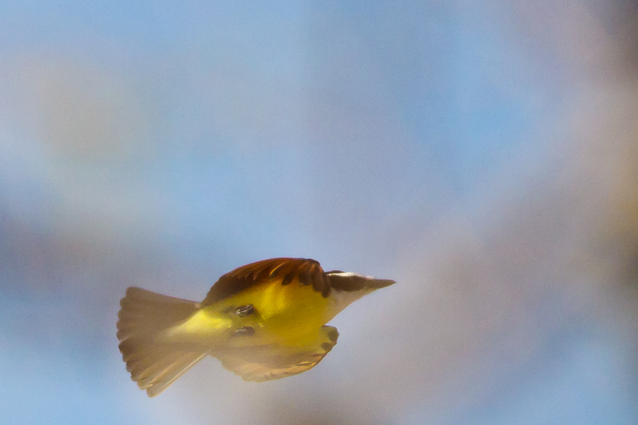 Great Kiskadee in flight