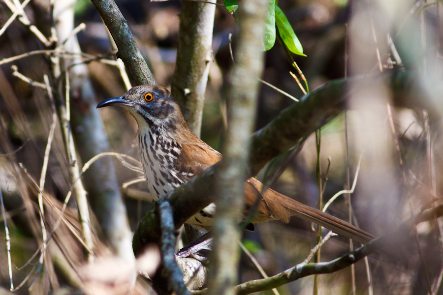 Long-billed Thrasher