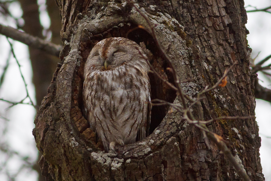 Tawny Owl perched in hole in tree