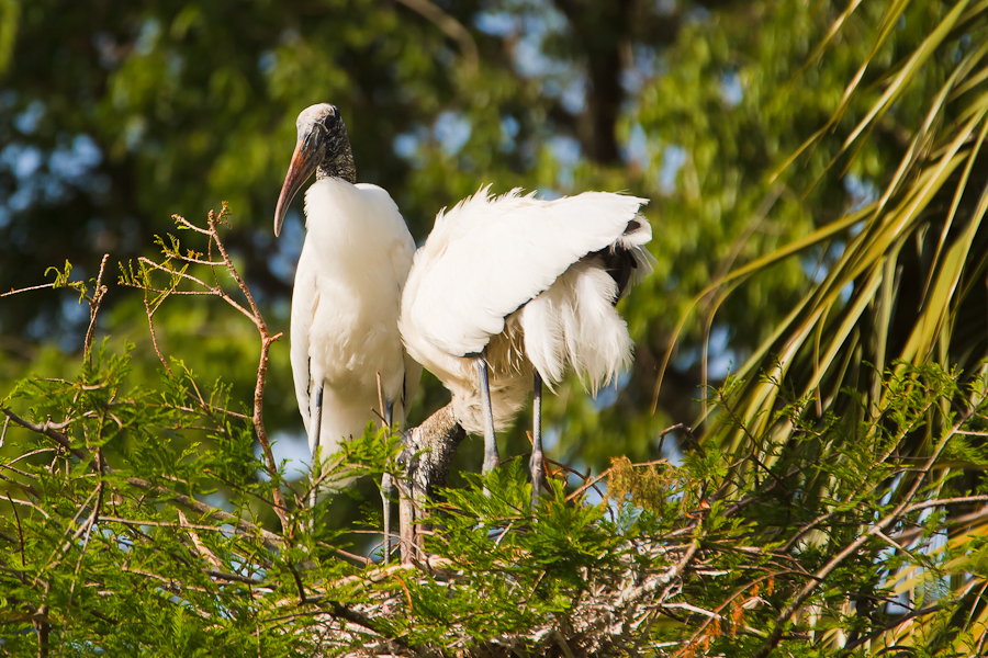 Two Wood Storks building a nest