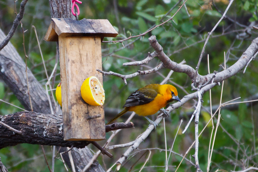 Altamira Oriole at feeder