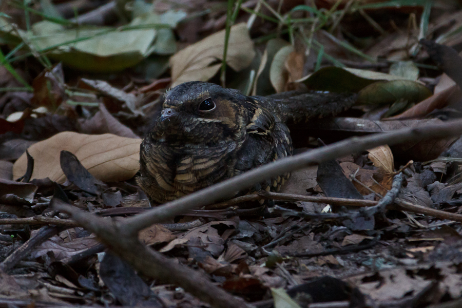 Common Parauque in leaf litter