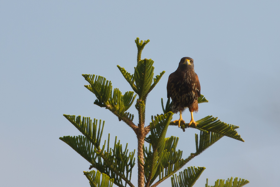 Harris's Hawk perched in tree