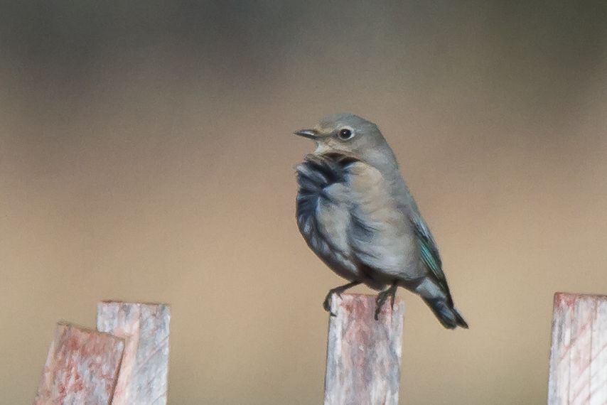 Mountain Bluebird perched on snow fence