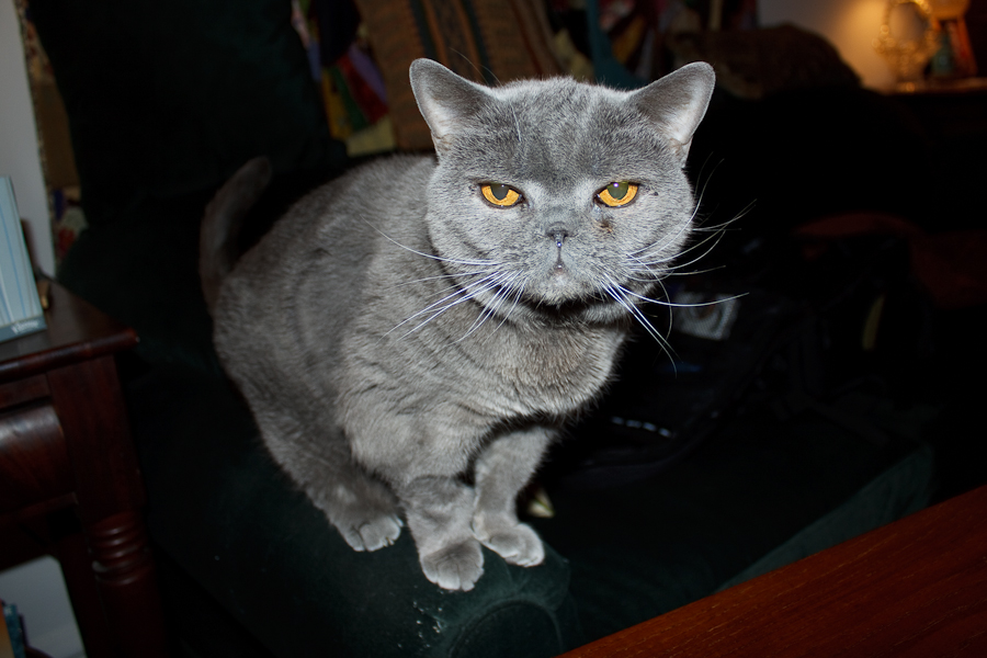 Blue British Shorthair Cat